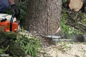 Seasonal Cleanup (Spring/Fall) in Lake Monticello, VA