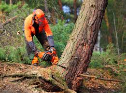 Professional Tree Care in Lake Monticello, VA
